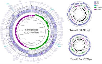 Lactobacillus paracasei ATG-E1 improves particulate matter 10 plus diesel exhaust particles (PM10D)-induced airway inflammation by regulating immune responses